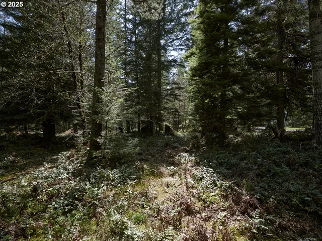 a view of a forest with trees in the background