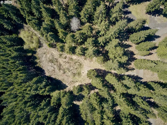 a view of a forest with a tree