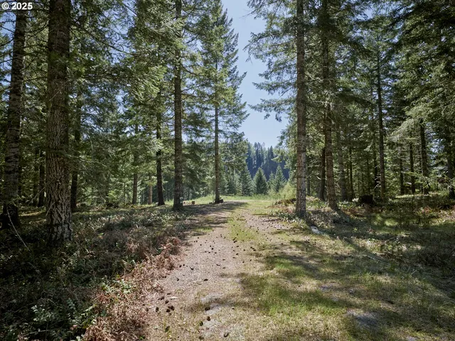 a view of a forest with trees