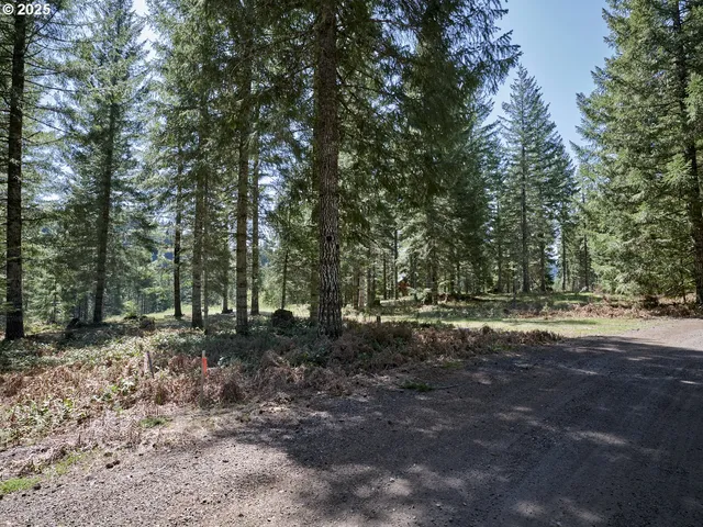 a view of a forest with trees in the background
