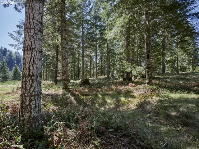a view of outdoor space and trees