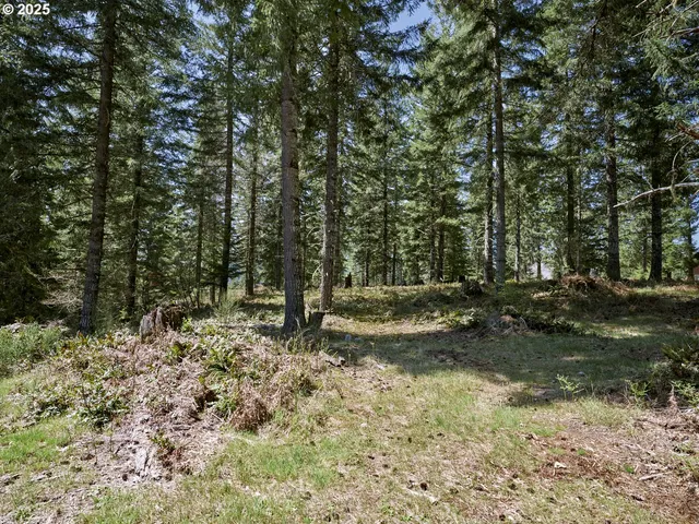 a view of a forest with trees