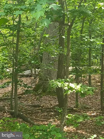 a plant view in yard