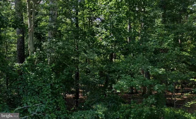 a view of a lush green forest