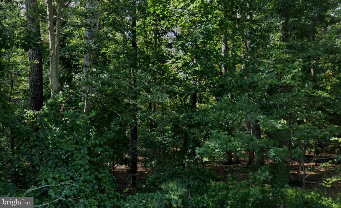 700 Maple Avenue North Beach, MD 20714 - Photo 7 of 12 a view of a lush green forest