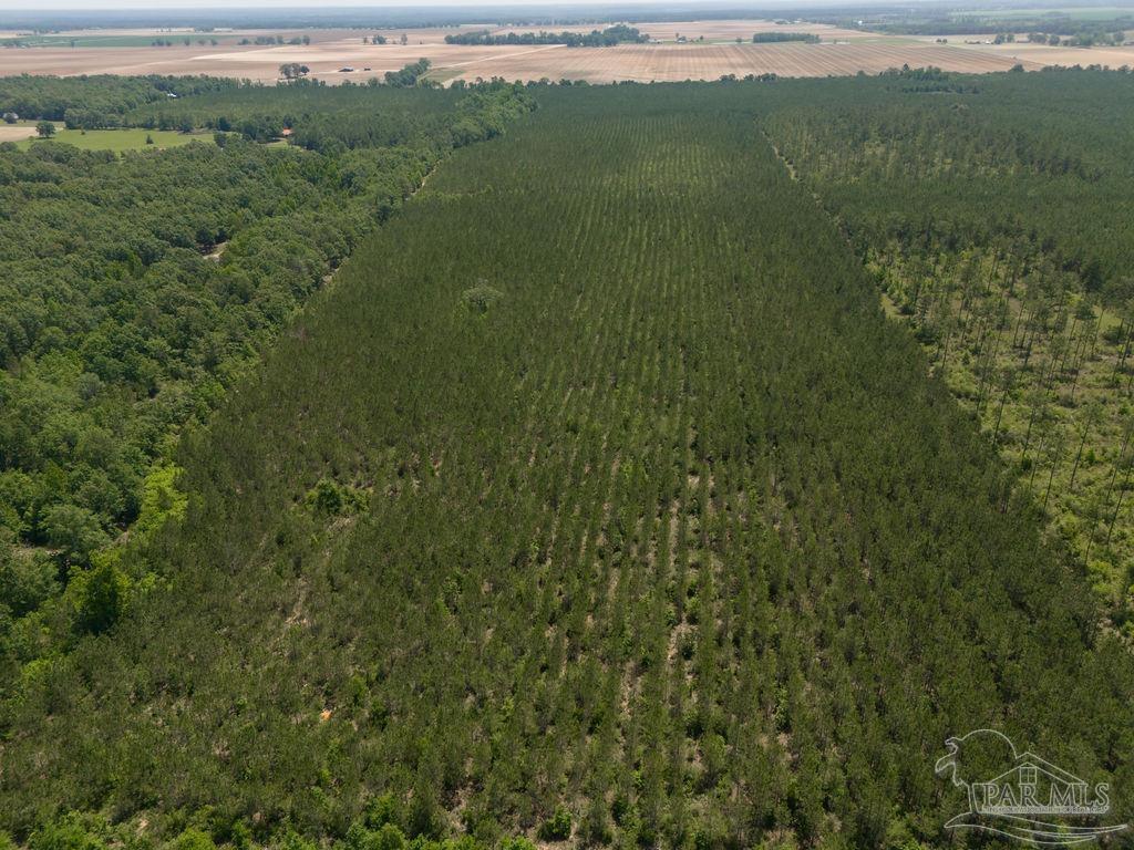 6 Bud Diamond Road Jay, FL 32565 - Photo 9 of 19