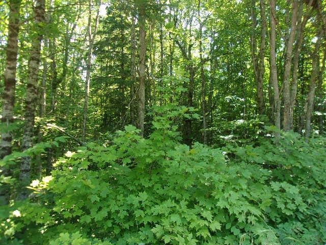 33-acres 33-acres Desperation Road Mercer, WI 54547 - Photo 15 of 17 Gallery Image 15