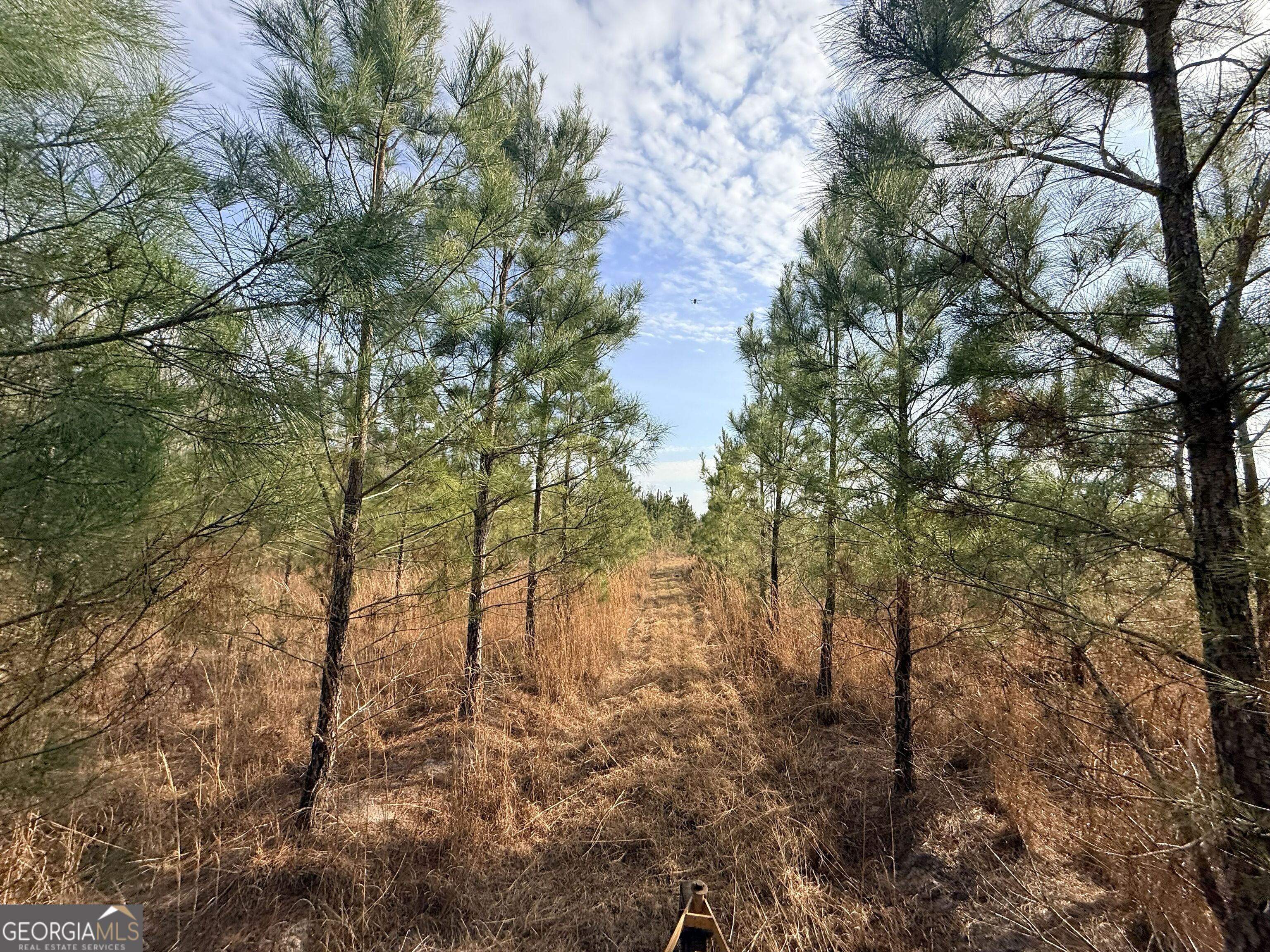 4 Powell School Road Lumber City, GA 31549 - Photo 10 of 15