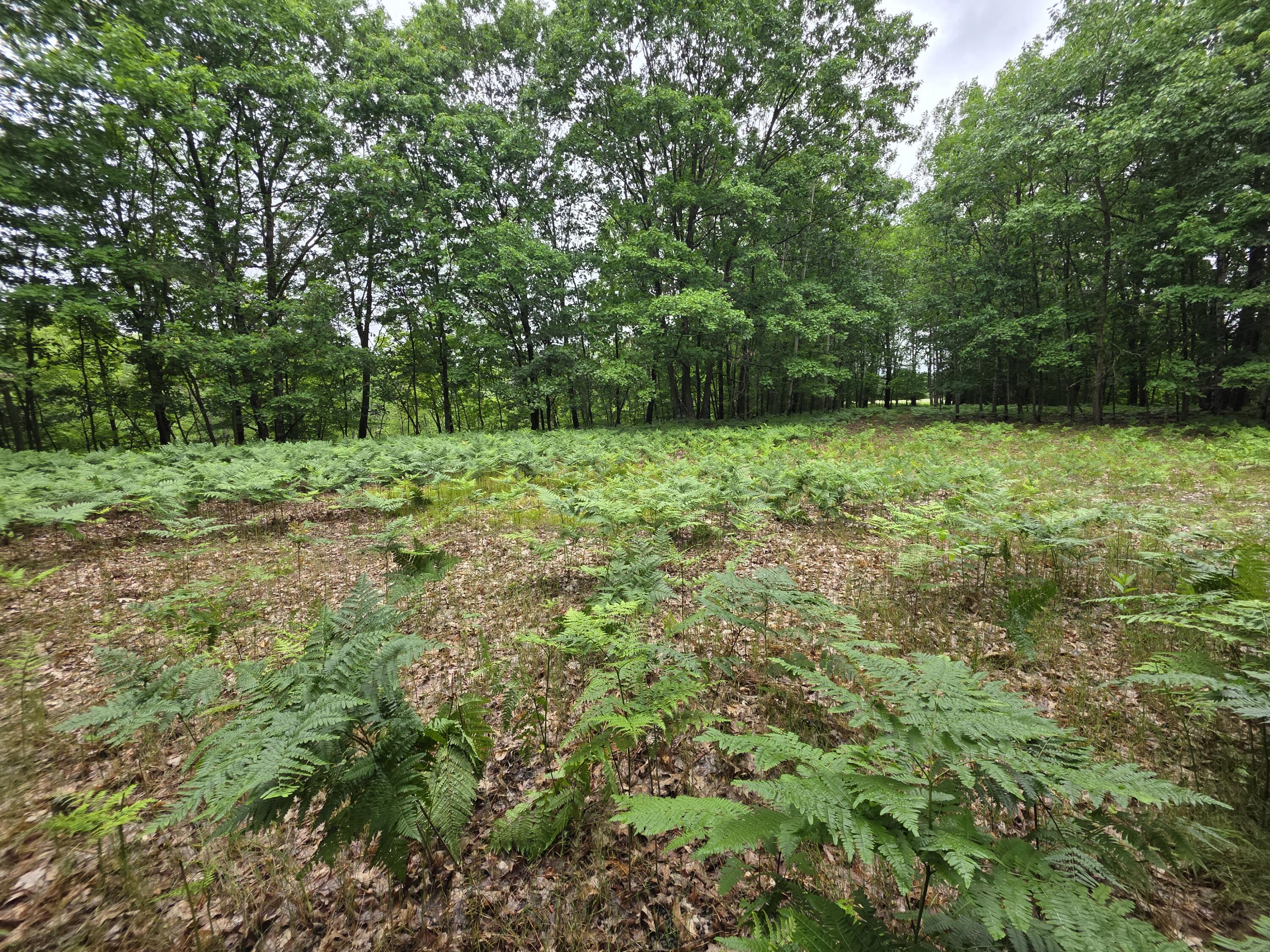 Madison Road Hesperia, MI 49421 - Photo 6 of 21 1000056973