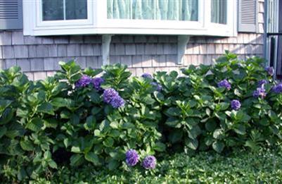 56 Cyprus Road South Dennis, MA 02660 - Photo 23 of 24 Additional Photo