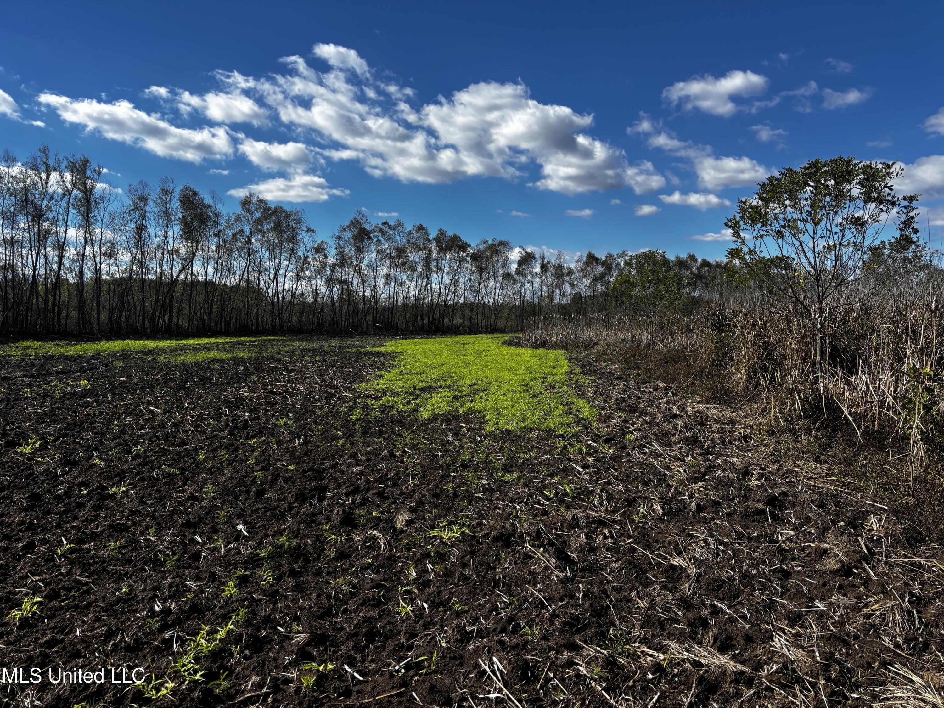 Lake Drive Dundee, MS 38626 - Photo 15 of 20 15
