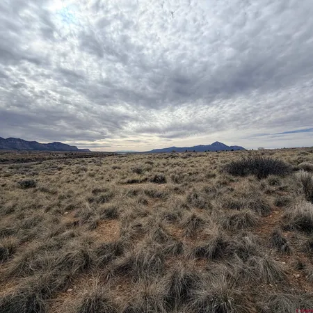a view of a dry yard