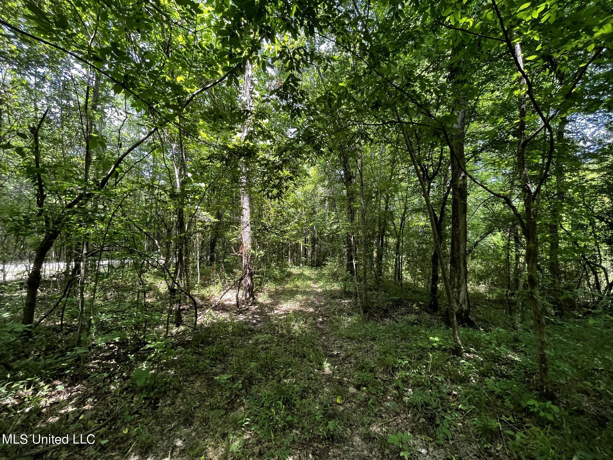 Fleming Road Pelahatchie, MS 39145 - Photo 4 of 18 IMG_2301