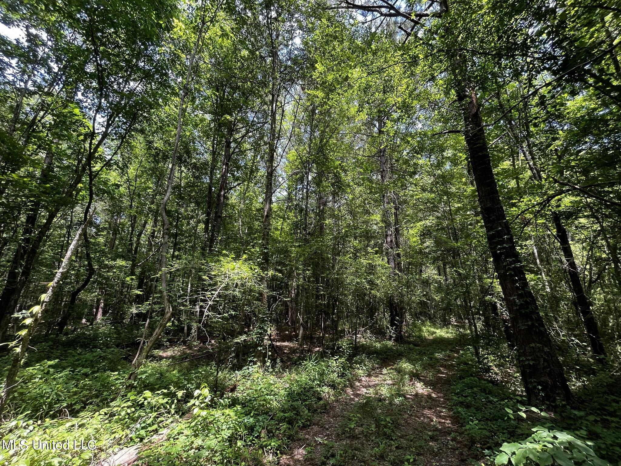 Fleming Road Pelahatchie, MS 39145 - Photo 7 of 18 IMG_2304