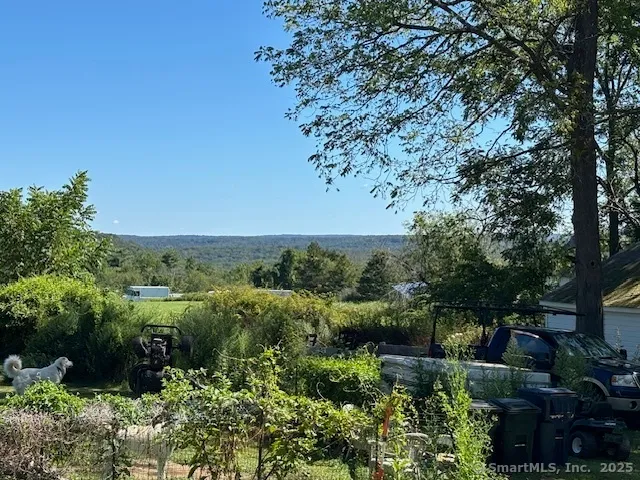 a view of a garden with plants and large trees