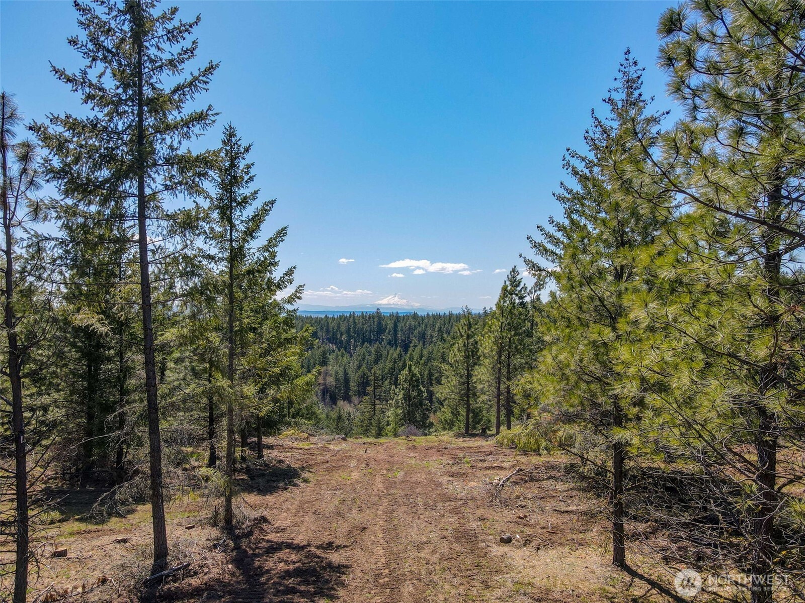 10 Piper Lane Goldendale, WA 98620 - Photo 3 of 19 a view of a forest filled with trees