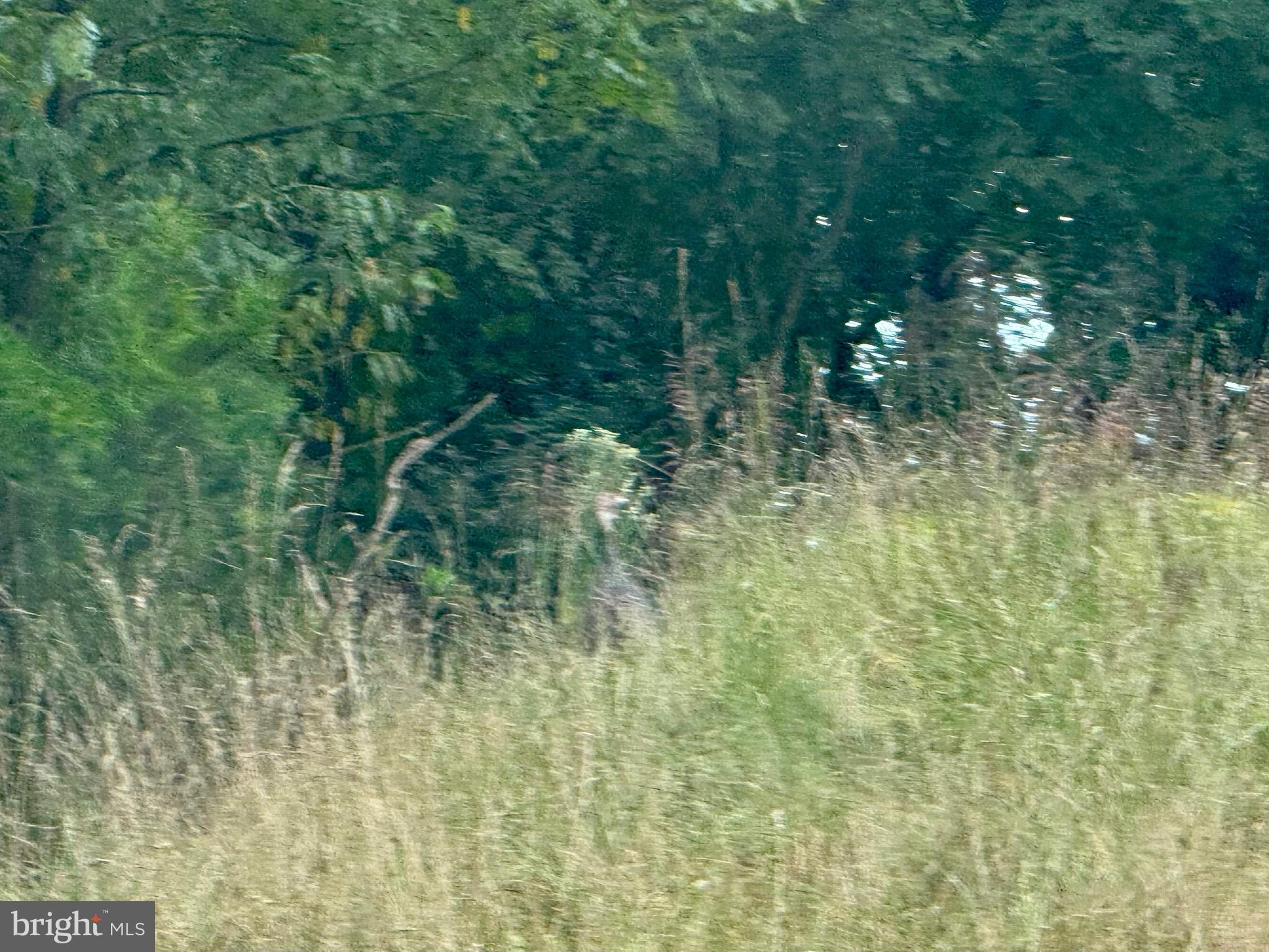 1030 Kites Road Petersburg, WV 26847 - Photo 29 of 51 Turkey!!