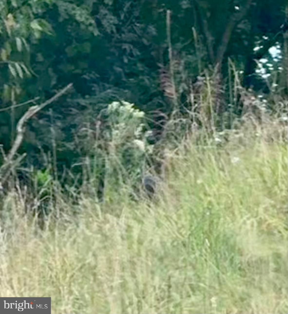 1030 Kites Road Petersburg, WV 26847 - Photo 30 of 51