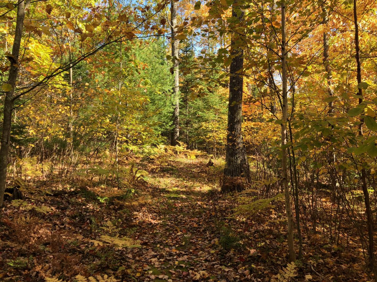 1650 East Cranberry Lake Road Eagle River, WI 54521 - Photo 41 of 45 Gallery Image 41