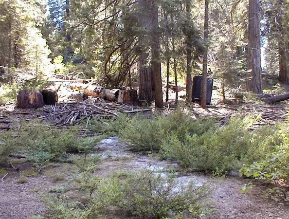 a city view with tall trees