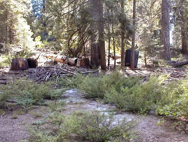 a city view with tall trees