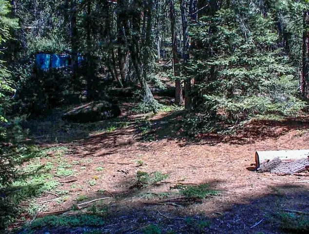 a view of a tree in a yard