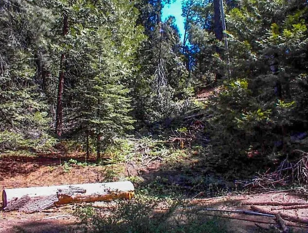 a view of a tree in a yard