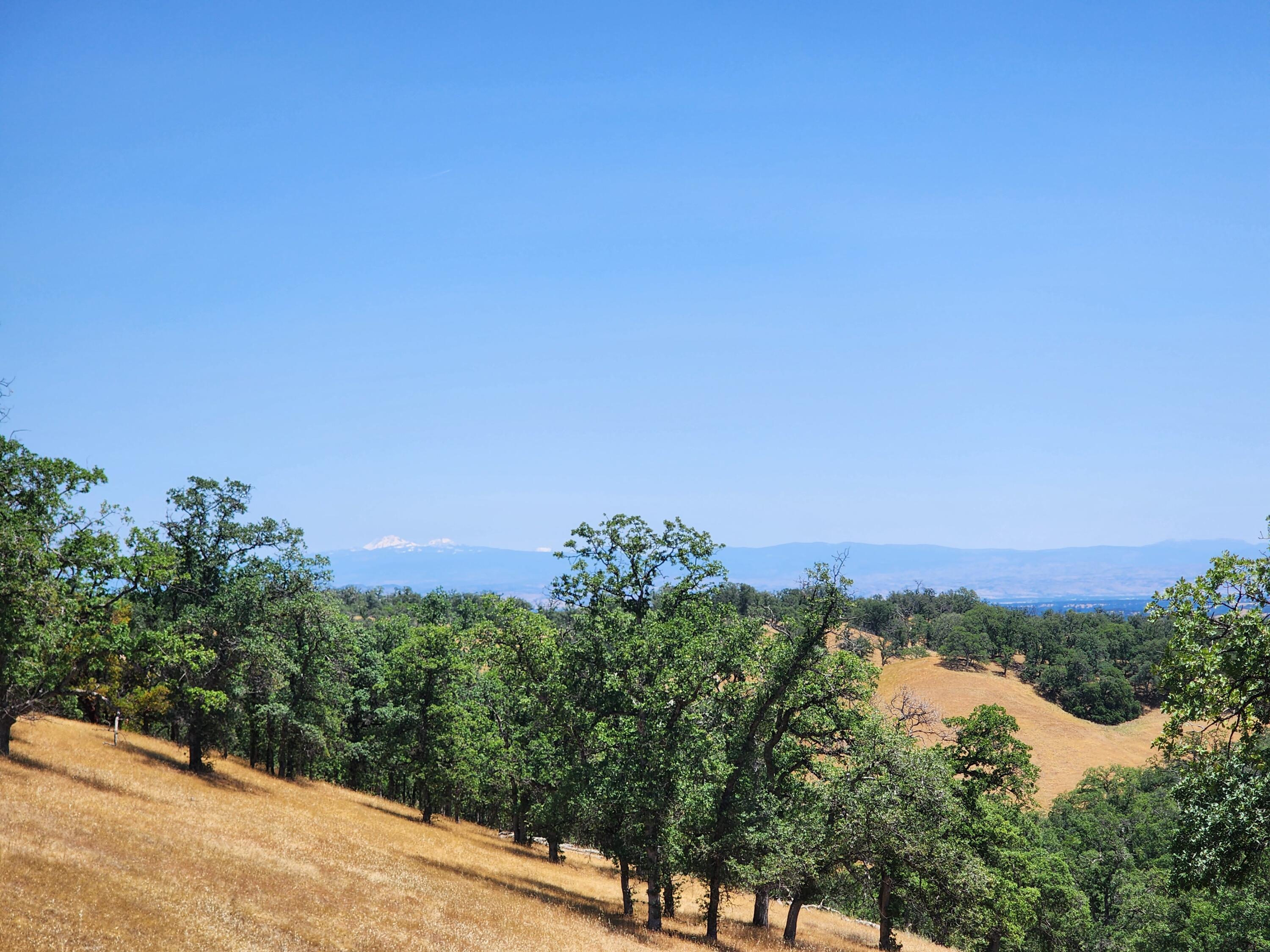 0 Colyer Springs Road Red Bluff, CA 96080 - Photo 6 of 29 a view of a bunch of trees and bushes