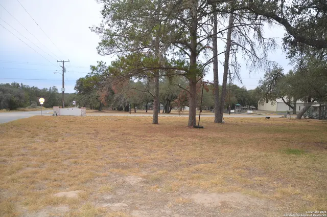 a ground view with tall trees