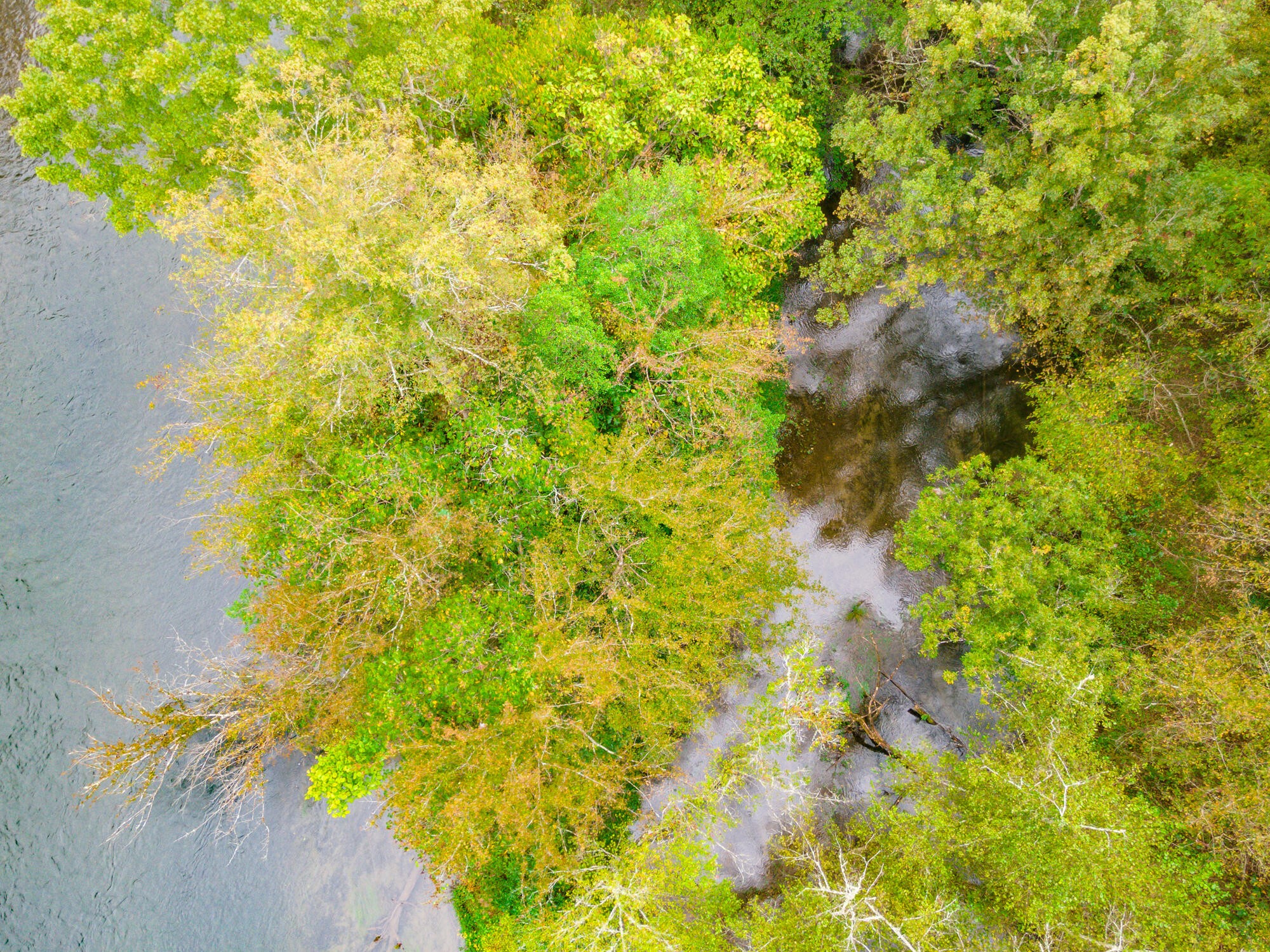 0 Ellis Creek Road Reliance, TN 37369 - Photo 41 of 52 Gallery Image 41