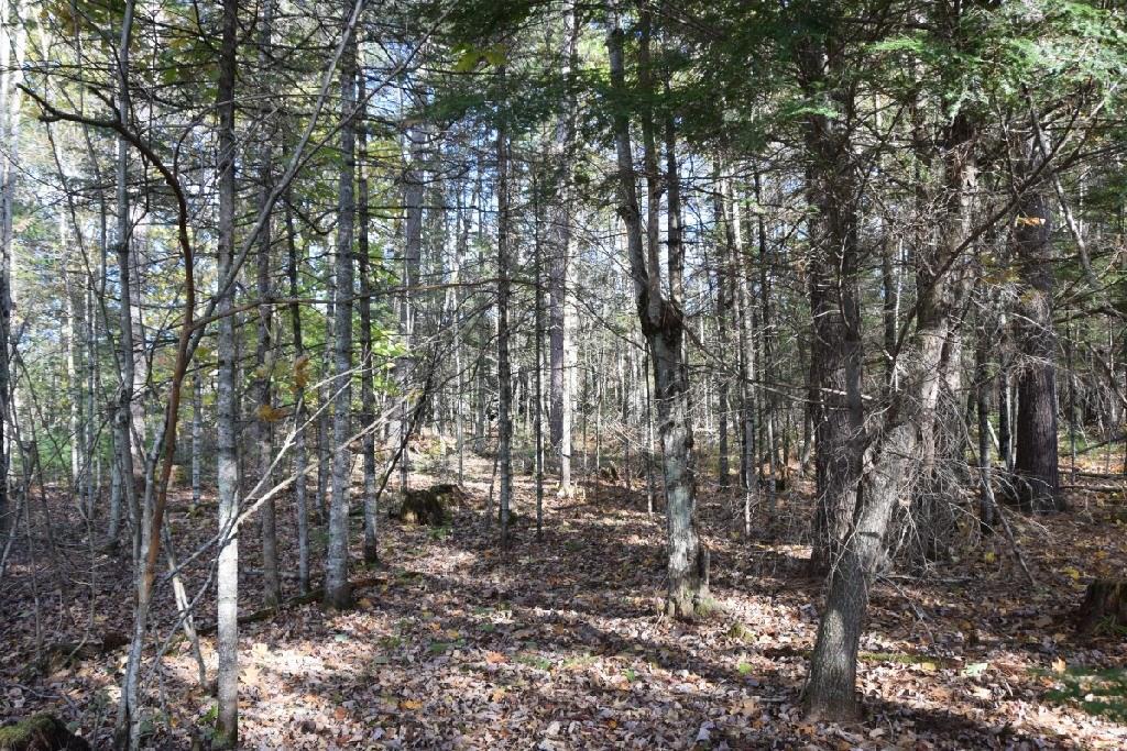 559 Kennebec River Road Embden, ME 04958 - Photo 19 of 25 Wooded area