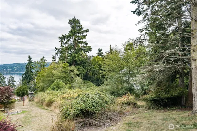 a view of a forest with a tree