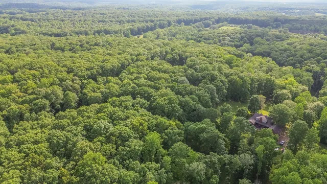 a view of a forest with a street