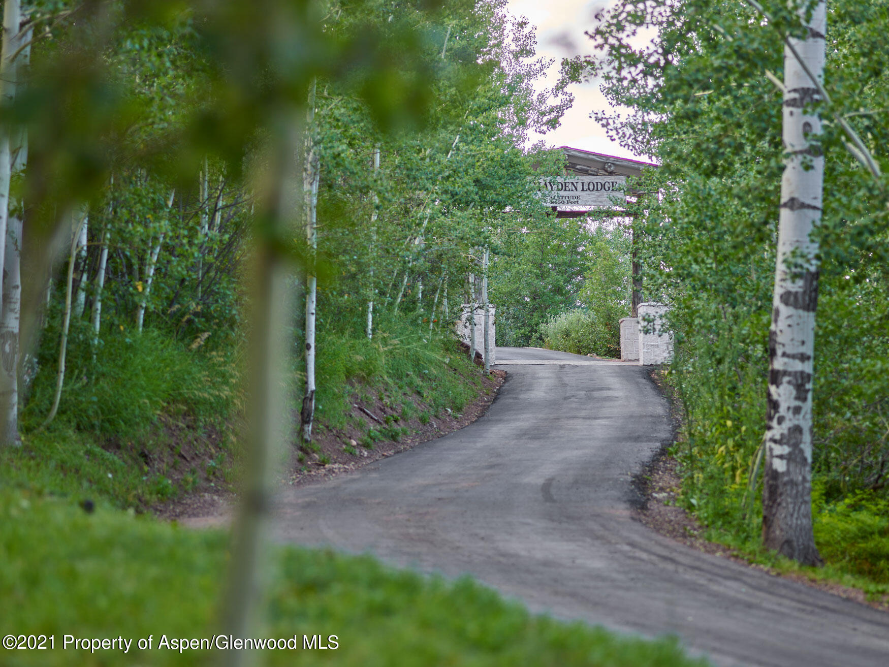 931 North Hayden Road Aspen, CO 81611 - Photo 32 of 44 a view of a yard with plants and large trees