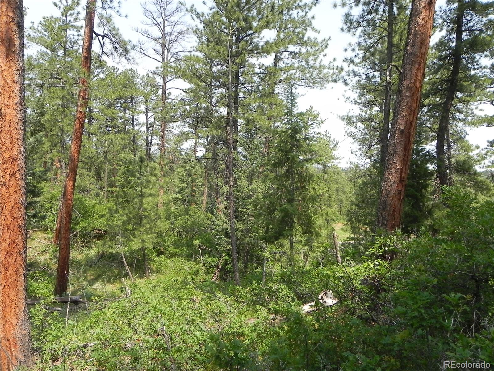 8029 Inca Road Larkspur, CO 80118 - Photo 6 of 34 Gallery Image 6