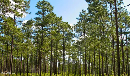 $370,000 | 0 Gunnell Road, Jayess, MS 39641
