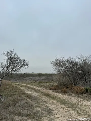 a view of a palm tree with a yard