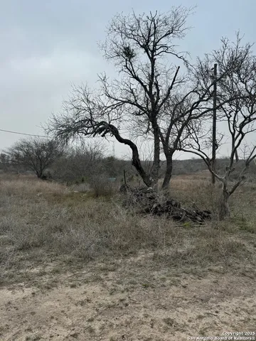 a picture of a palm tree