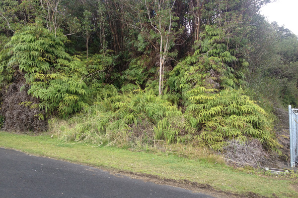 286 Kaniela Road Mountain View, HI 96771 - Photo 3 of 6 a view of a yard with a tree