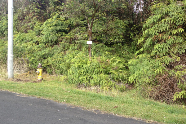 286 Kaniela Road Mountain View, HI 96771 - Photo 4 of 6 a view of a yard with a tree