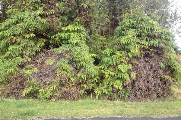 286 Kaniela Road Mountain View, HI 96771 - Photo 5 of 6 a view of a yard