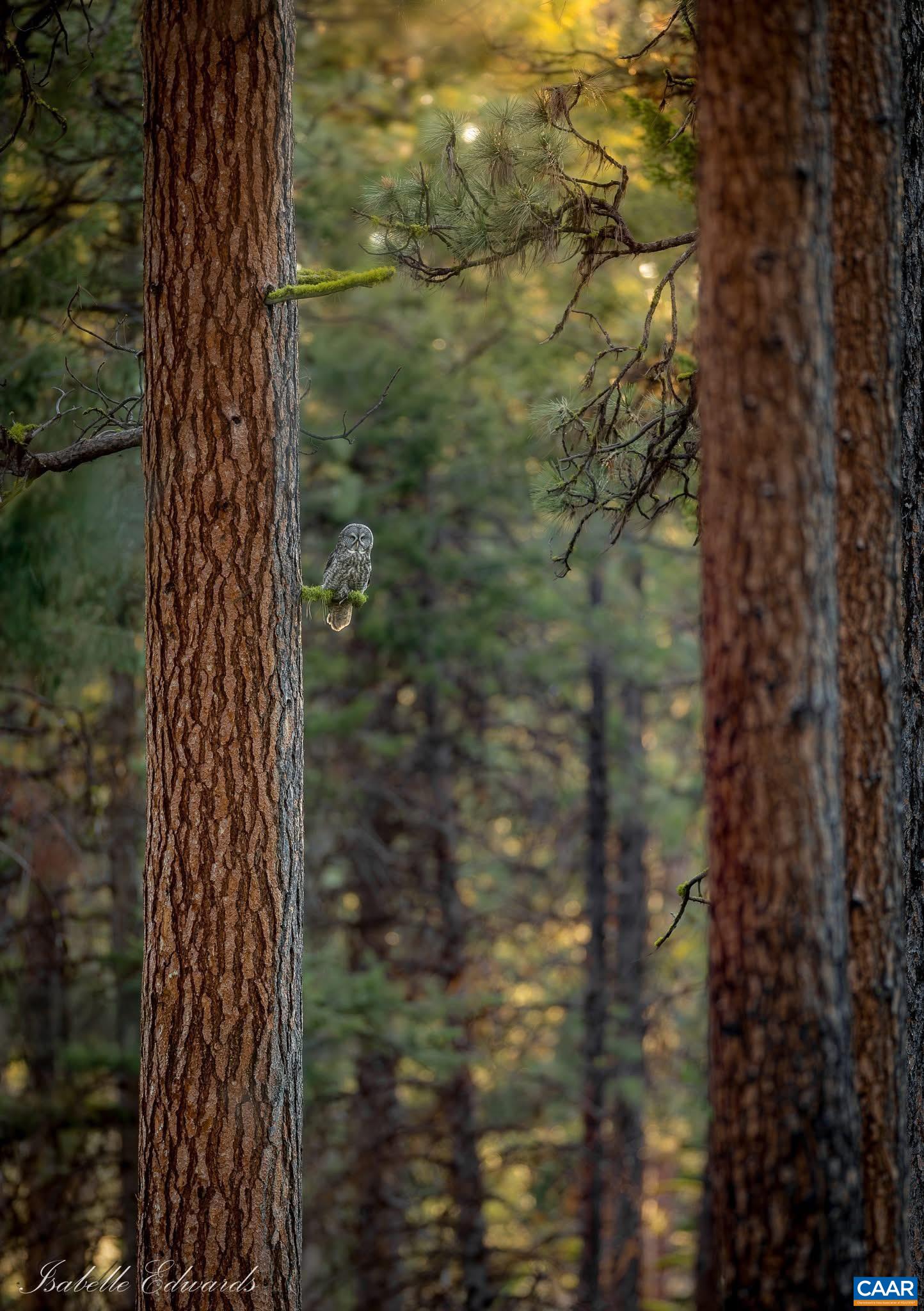 13 Axle Tree Road Palmyra, VA 22963 - Photo 8 of 71 a close up of a plant