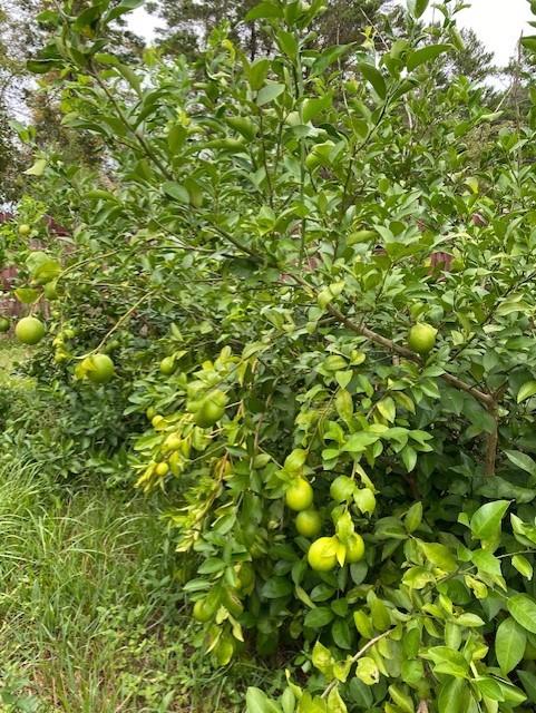 5747 Fairchild Road Crestview, FL 32539 - Photo 16 of 19 thumbnail_IMG_4332
