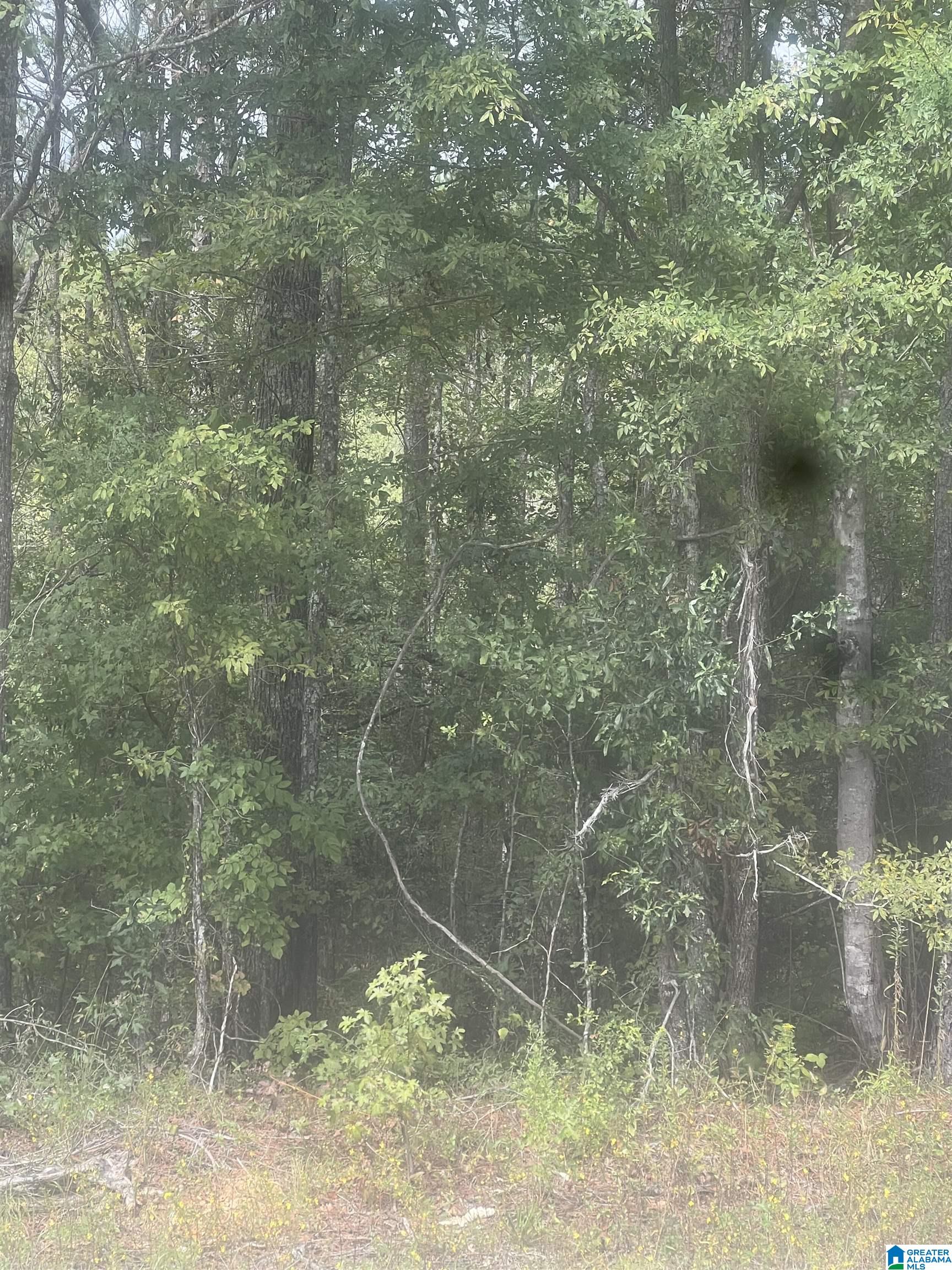 0 Gardners Gin Road Cordova, AL 35550 - Photo 1 of 1