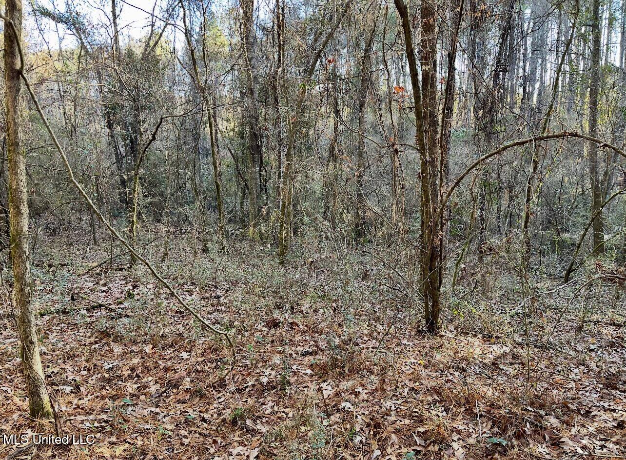 1185 Archie Boyd Road Jayess, MS 39641 - Photo 4 of 15 land-for-sale-pike-county-ms4 (4)