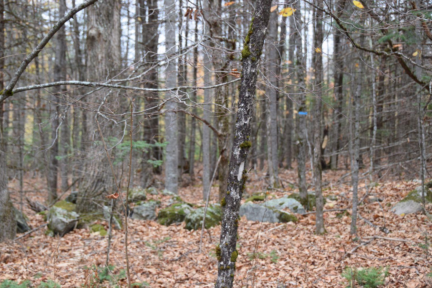 27 Osberg Road Harmony, ME 04942 - Photo 19 of 22 DSC_0020