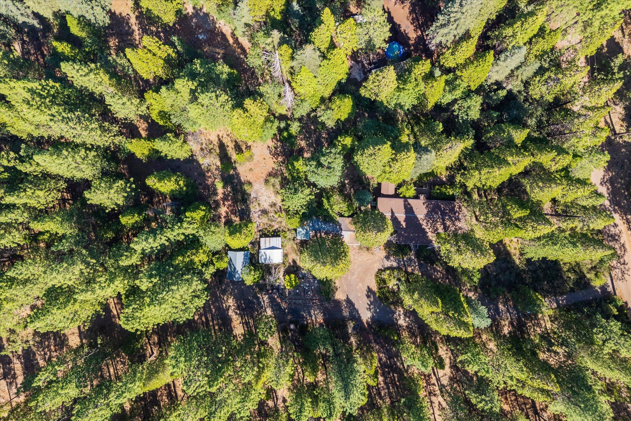 30588 Shingletown Ridge Road Shingletown, CA 96088 - Photo 30 of 44 a view of a tree