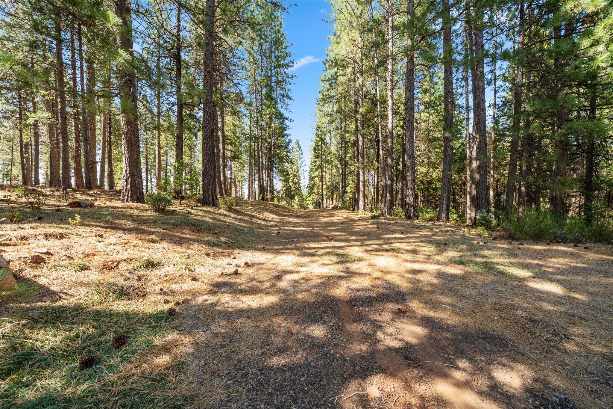 30588 Shingletown Ridge Road Shingletown, CA 96088 - Photo 31 of 44 a view of outdoor space with trees