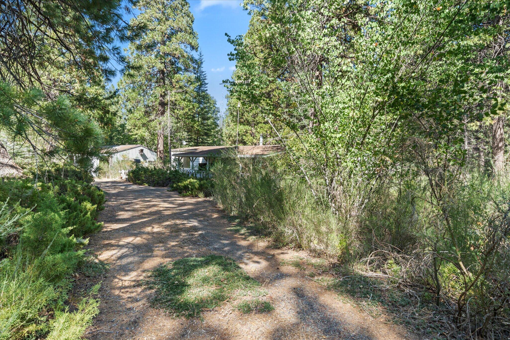 30588 Shingletown Ridge Road Shingletown, CA 96088 - Photo 4 of 44 a view of a yard with a tree