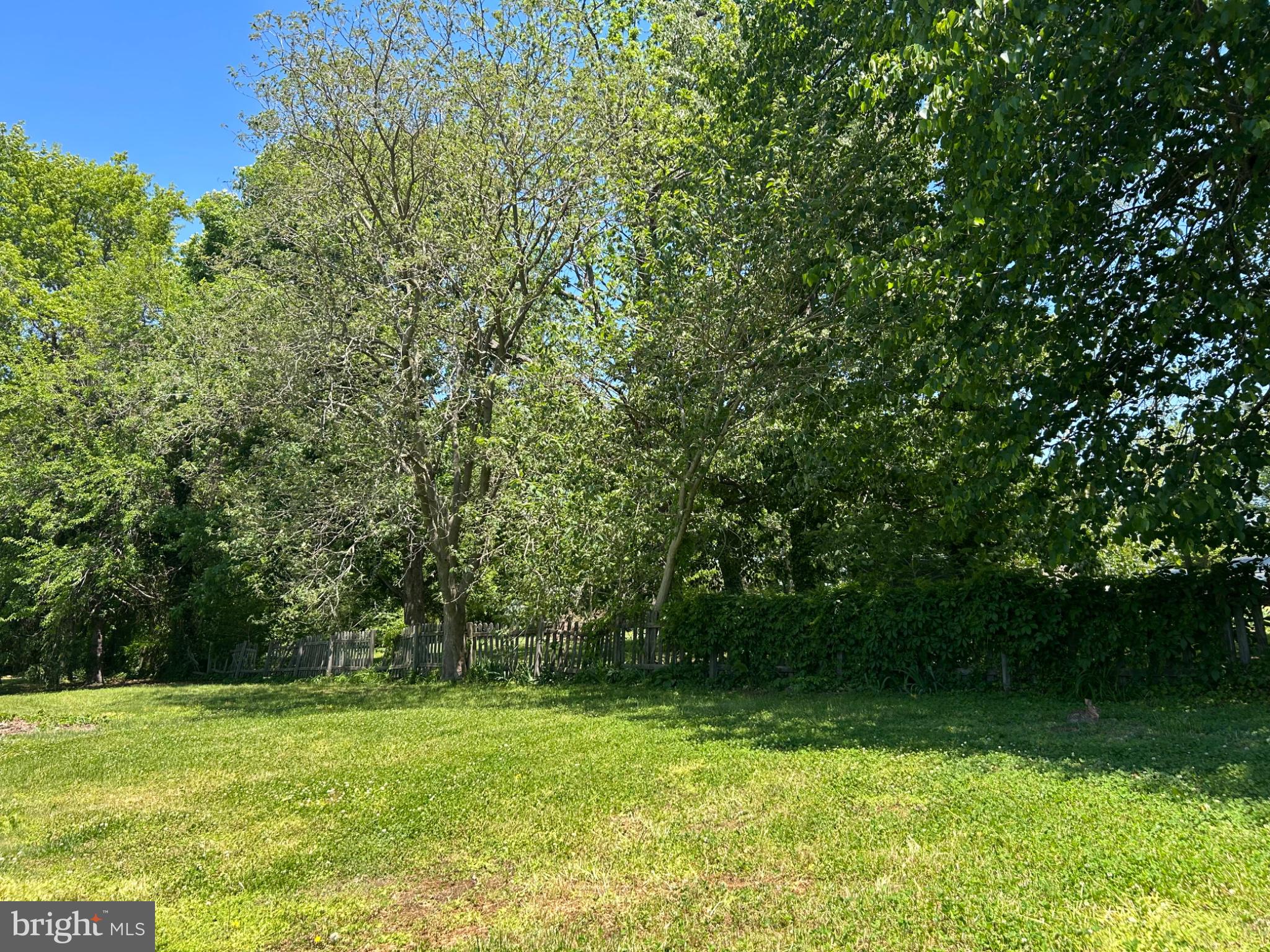 29292 Maple Avenue Trappe, MD 21673 - Photo 24 of 26 Lush greenery under a clear blue sky.